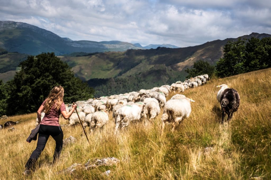 une bergère guide son troupeau de brebis dans les montagnes d'iraty au pays basque