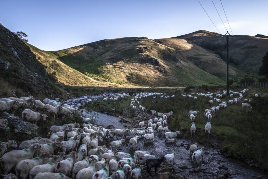 troupeau de brebis à iraty, signe de la vitalité des montagnes du pays basque
